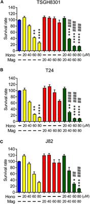 Pharmaceutical Evaluation of Honokiol and Magnolol on Apoptosis and Migration Inhibition in Human Bladder Cancer Cells